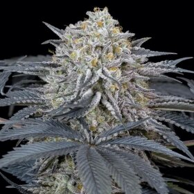 Silent Seeds Watermelon Runtz - 3 feminized seeds