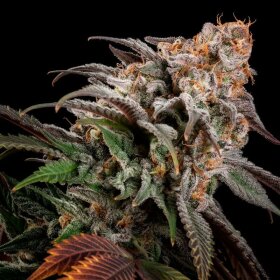 Silent Seeds Watermelon Runtz - 3 feminized seeds