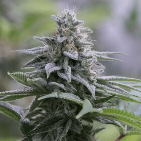 Silent Seeds Zkittlez 2.0 - 3 feminized seeds