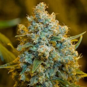 Silent Seeds Amnesia Lemon - 3 feminized seeds