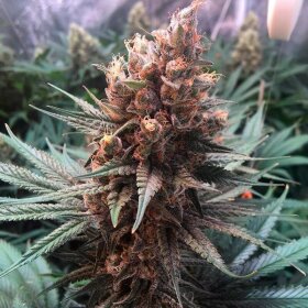 Silent Seeds Amnesia Lemon - 3 feminized seeds