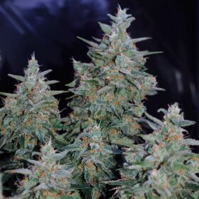 Silent Seeds Critical Jack - 3 feminisierte Samen