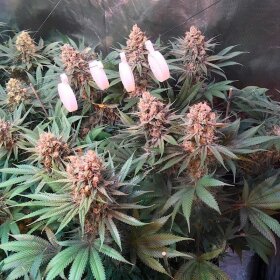 Silent Seeds Critical Jack - 3 feminisierte Samen