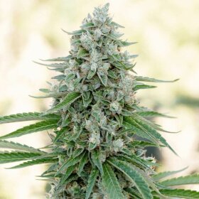 Silent Seeds Critical Mango - 3 feminisierte Samen