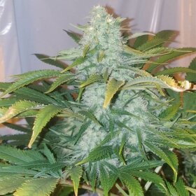 Silent Seeds Critical Mango - 3 feminisierte Samen