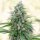 Silent Seeds Critical Mango - 3 feminisierte Samen