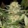 Silent Seeds Critical Mango - 3 feminisierte Samen