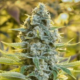 Silent Seeds Amnesia Lemon - 3 feminized seeds