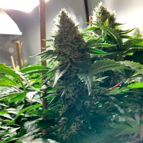 Silent Seeds Amnesia Lemon - 3 feminized seeds