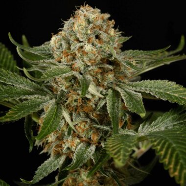 Silent Seeds OG Kush - 3 feminisierte Samen