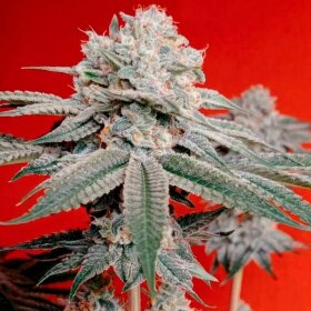 Silent Seeds Amnesia Lemon - 3 feminized seeds