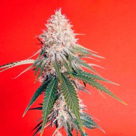 Silent Seeds OG Kush - 3 feminisierte Samen