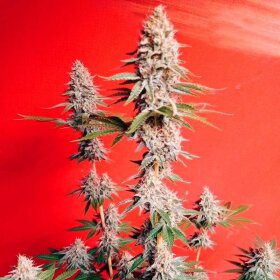 Silent Seeds OG Kush - 3 feminisierte Samen