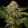 Silent Seeds OG Kush - 3 feminisierte Samen