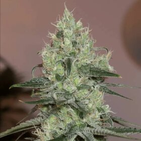 Silent Seeds Amnesia Lemon - 3 feminized seeds