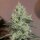 Silent Seeds Original Amnesia - 3 feminisierte Samen