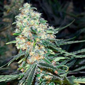 Silent Seeds Zkittlez 2.0 - 3 feminized seeds