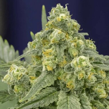 Silent Seeds White Widow - 3 feminisierte Samen