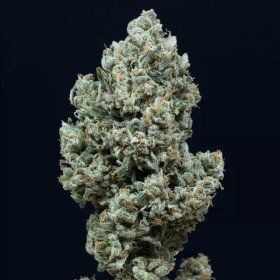 Silent Seeds Zkittlez 2.0 - 3 feminized seeds