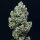 Silent Seeds Critical + 2.0 AUTO - 3 autoflowering Samen