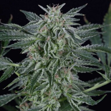 Silent Seeds Critical Jack AUTO - 3 autoflowering Samen