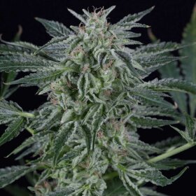 Silent Seeds Critical Jack AUTO - 3 automatisierte Samen