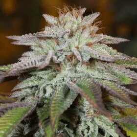 Silent Seeds Zkittlez 2.0 - 3 feminized seeds