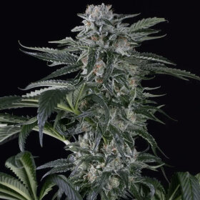 Silent Seeds Moby Dick AUTO - 3 autoflowering Samen