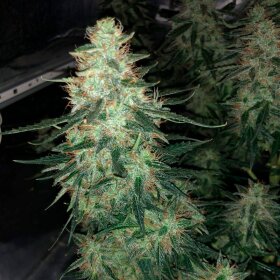 Silent Seeds Zkittlez 2.0 - 3 feminized seeds