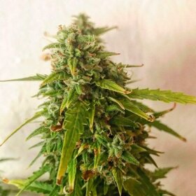 Silent Seeds Moby Dick AUTO - 3 autoflowering Samen