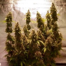 Silent Seeds Moby Dick AUTO - 3 autoflowering Samen