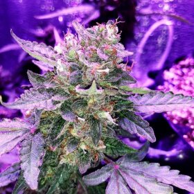 Silent Seeds Moby Dick AUTO - 3 automatisierte Samen