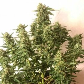 Silent Seeds Moby Dick AUTO - 3 automatisierte Samen