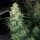 Silent Seeds Moby Dick AUTO - 3 autoflowering Samen