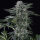 Silent Seeds Moby Dick AUTO - 3 automatisierte Samen