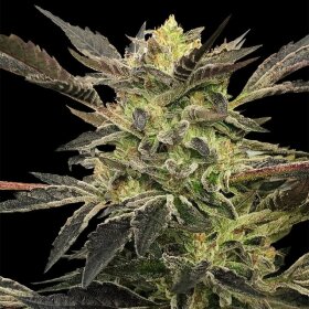 Silent Seeds Pink Sunset by Sherbinskis  AUTO - 3 autoflowering Samen