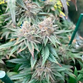 Silent Seeds Pink Sunset by Sherbinskis  AUTO - 3 autoflowering Samen