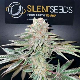 Silent Seeds Pink Sunset by Sherbinskis  AUTO - 3 autoflowering Samen