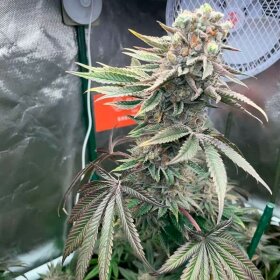 Silent Seeds Pink Sunset by Sherbinskis  AUTO - 3 autoflowering Samen