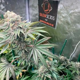 Silent Seeds Pink Sunset by Sherbinskis  AUTO - 3 autoflowering Samen