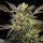 Silent Seeds Pink Sunset by Sherbinskis  AUTO - 3 autoflowering Samen