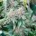 Silent Seeds Pink Sunset by Sherbinskis  AUTO - 3 autoflowering Samen