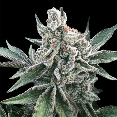 Silent Seeds Polar Gelato  by Sherbinskis AUTO - 3 autoflowering Samen