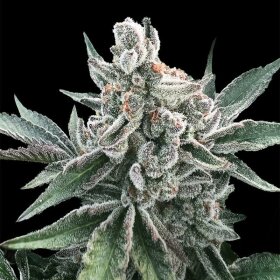 Silent Seeds Polar Gelato  by Sherbinskis AUTO - 3 automatisierte Samen