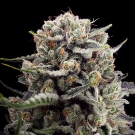 Silent Seeds Pink Sunset by Sherbinskis - 3 feminized seeds