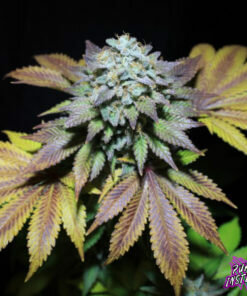 Pure Instinto Gorilla Cookies - 3 feminisierte Samen