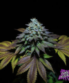 Pure Instinto Gorilla Cookies - 3 feminisierte Samen