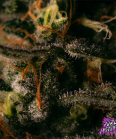 Pure Instinto Gorilla Cookies - 3 feminisierte Samen