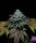 Pure Instinto Gorilla Cookies - 3 feminisierte Samen