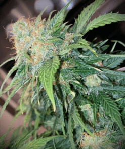 Pure Instinto Mandarine Cream AUTO - 3 autoflowering Samen